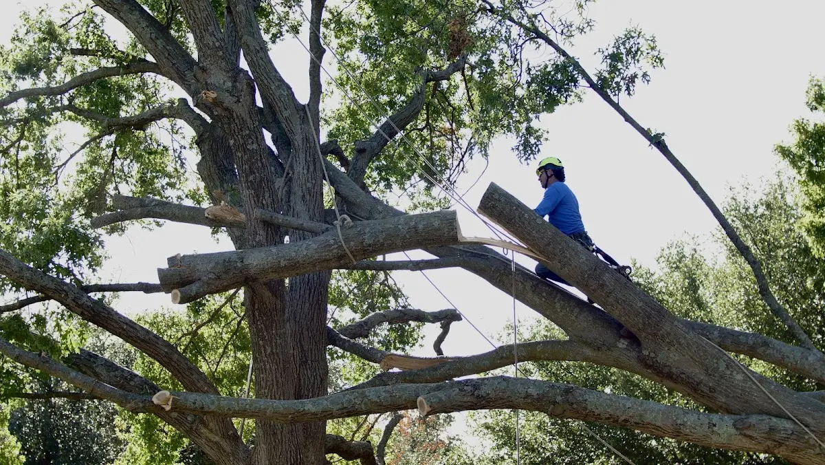 Professional Crown Thinning performed by certified arborists in Ludlow