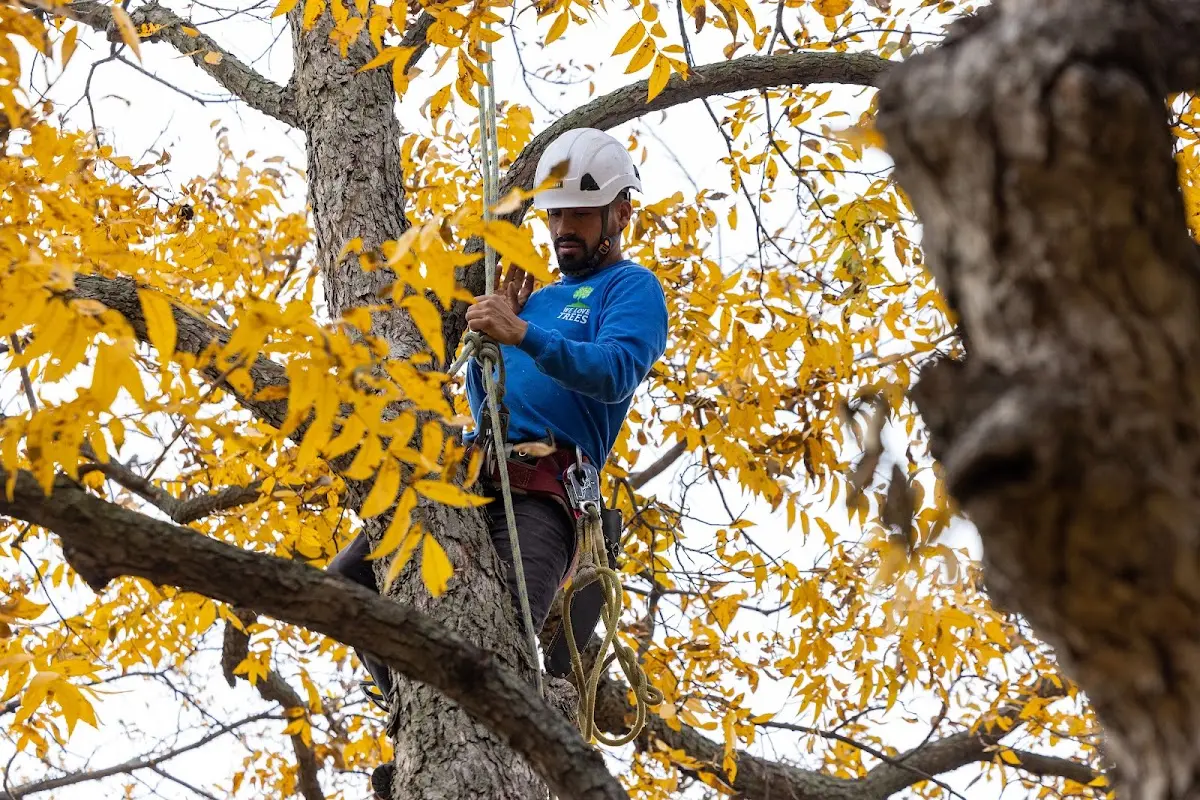Skilled Dead Tree Removal crew working in Ludlow